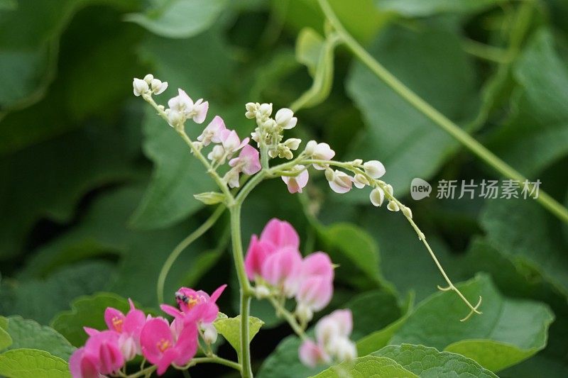 墨西哥蔓生植物(也称为Antigonon leptopus，珊瑚藤，女王花环，Coralita，蜜蜂灌木)花。这种植物对普通流感、痛经和许多其他症状都有疗效